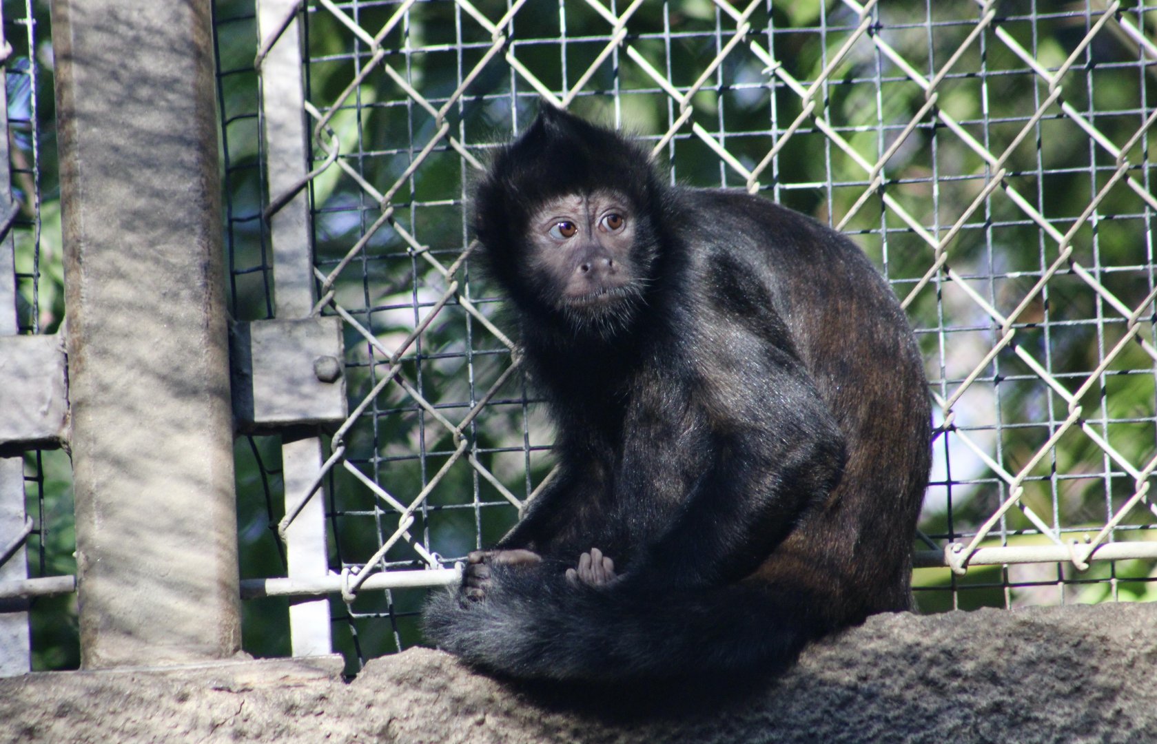 Crested Capuchin (Sapajus robustus)