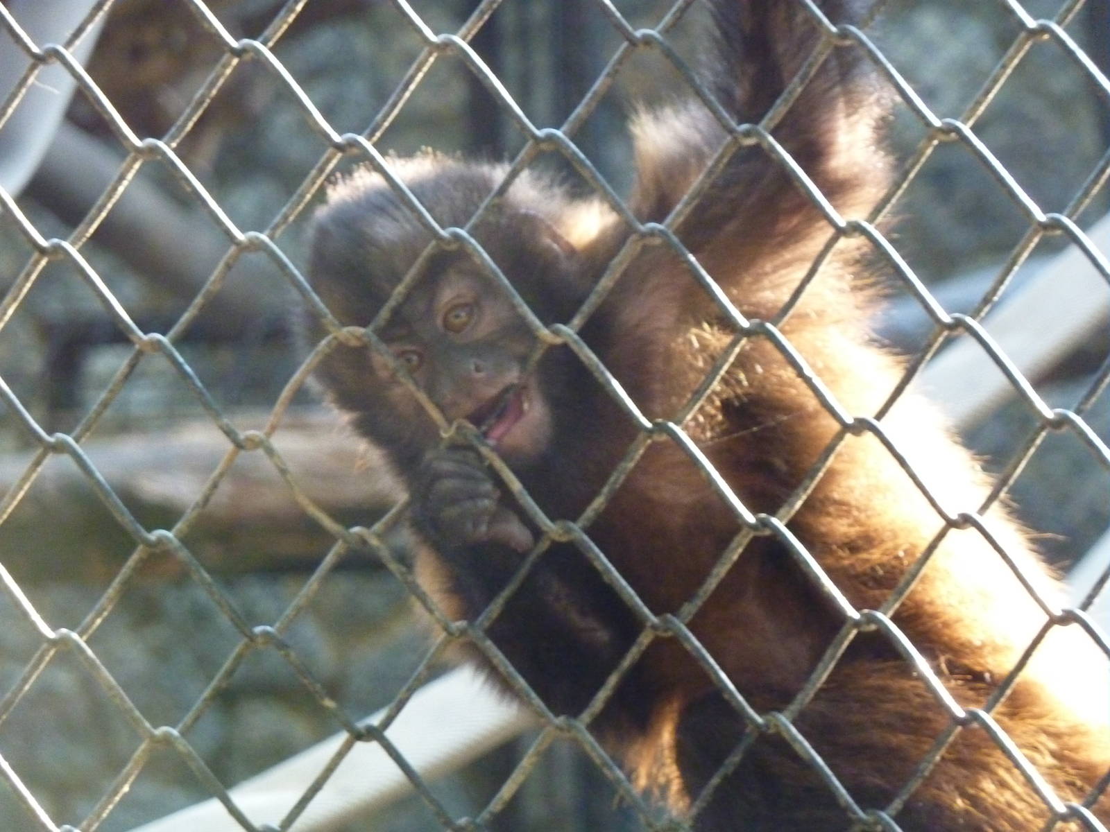 Crested capuchin