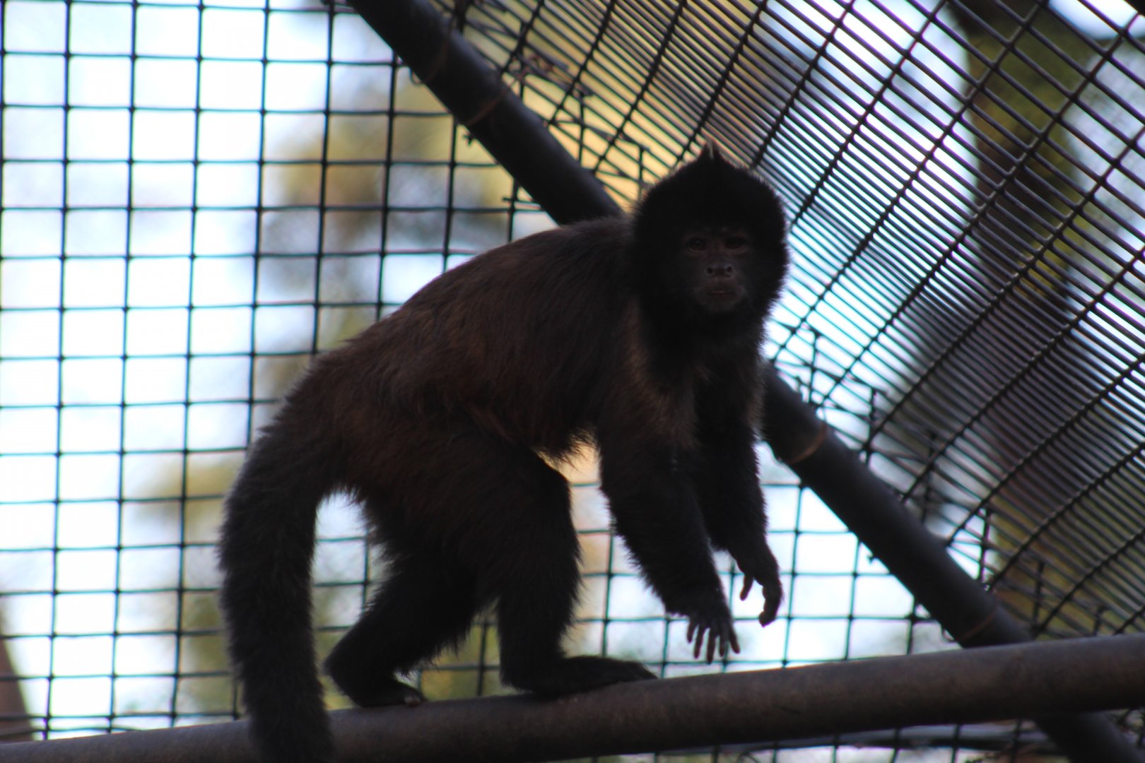 Crested Capuchin
