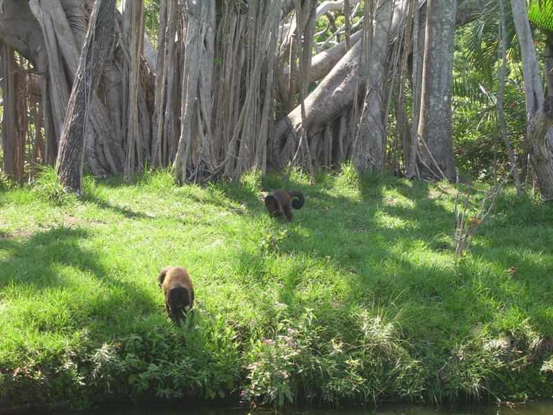Crested Capuchins - Tropics of the Americas