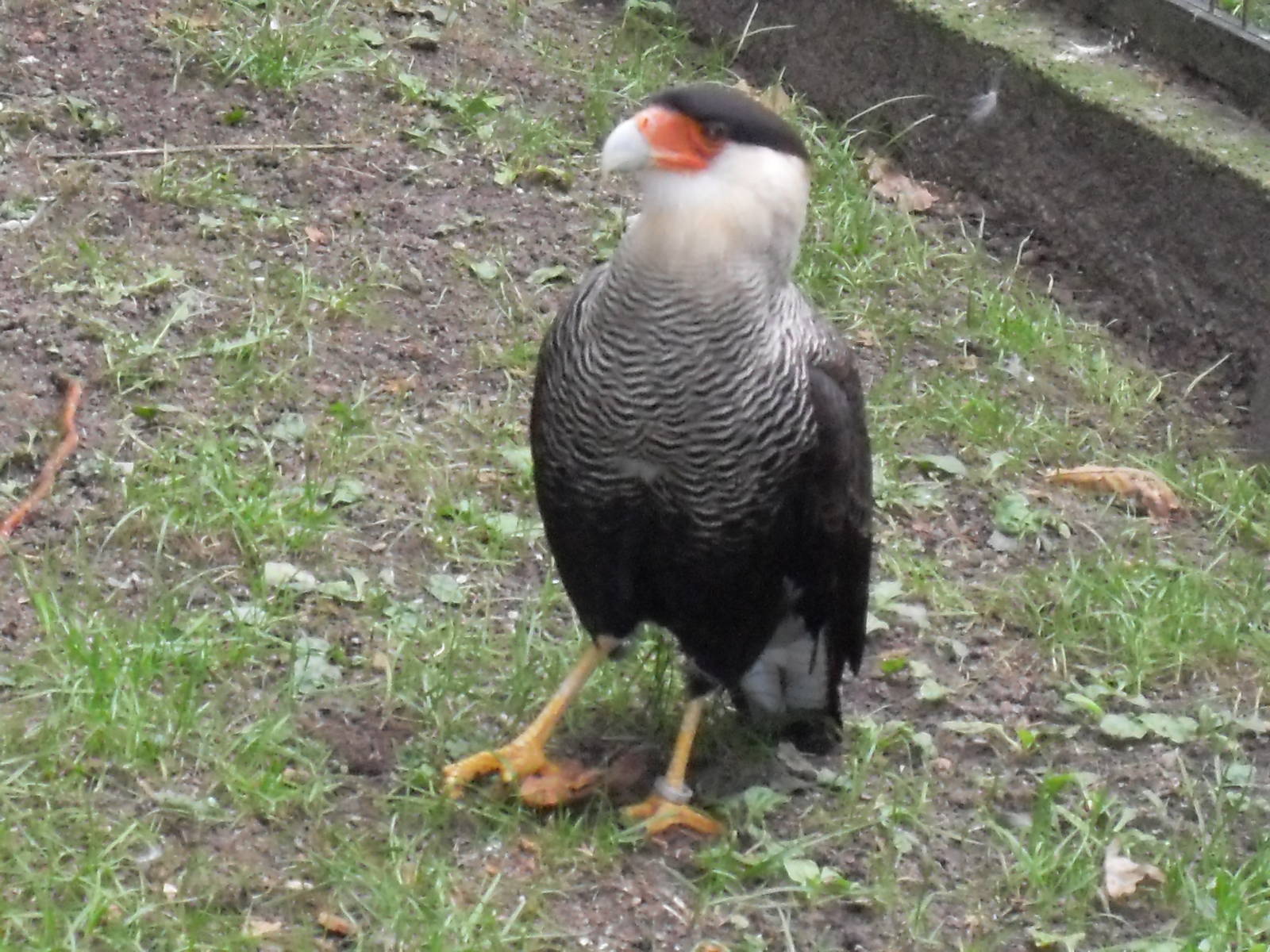 crested caracara 030910