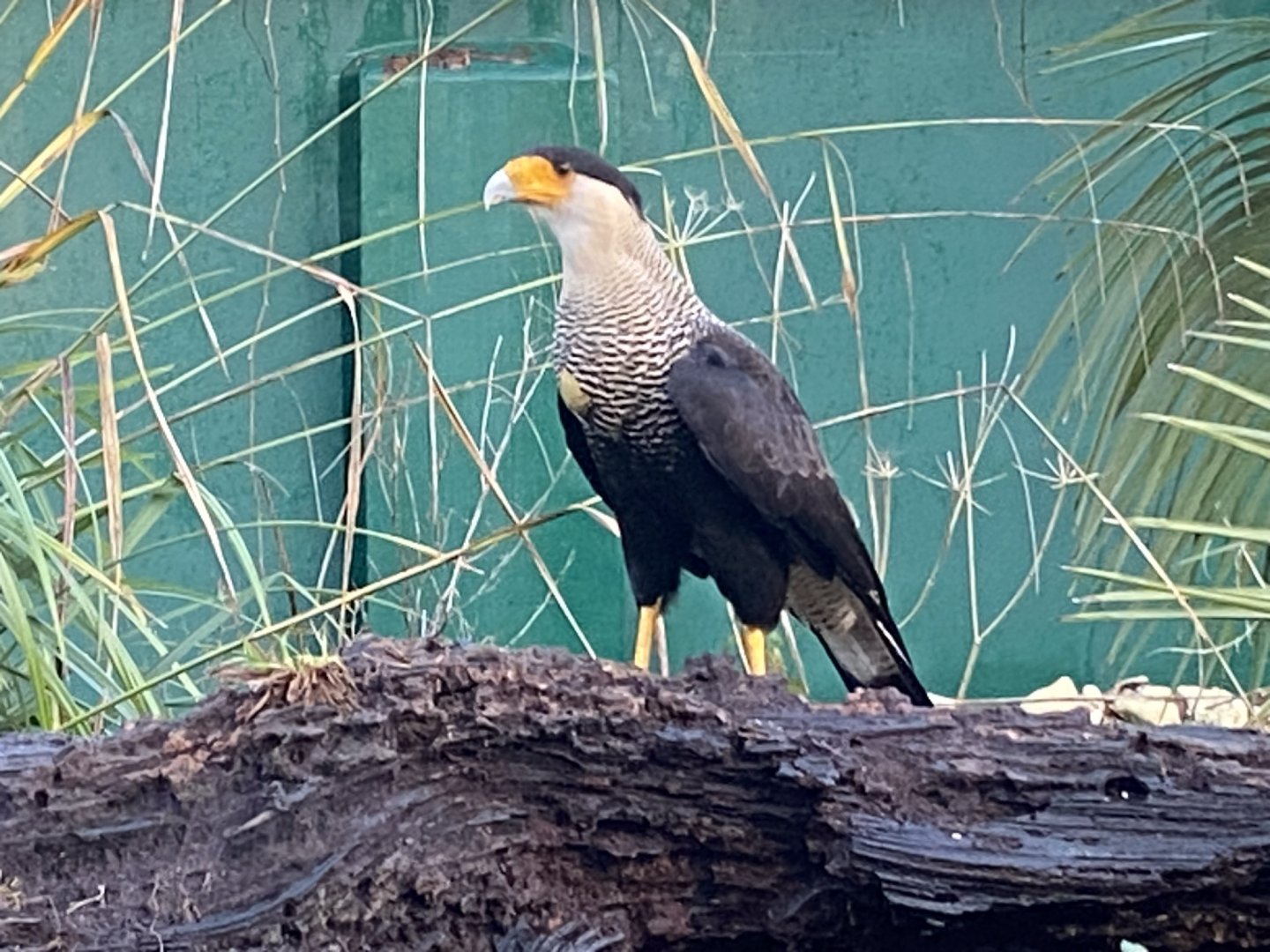 Crested caracara 121223