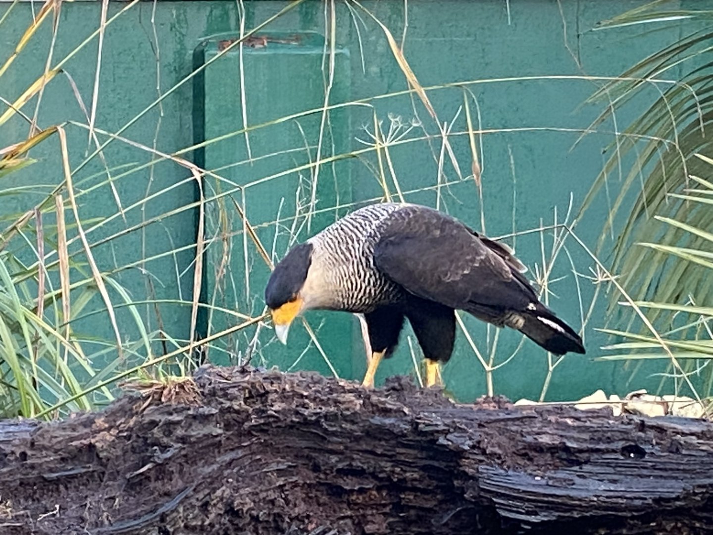 Crested caracara 121223