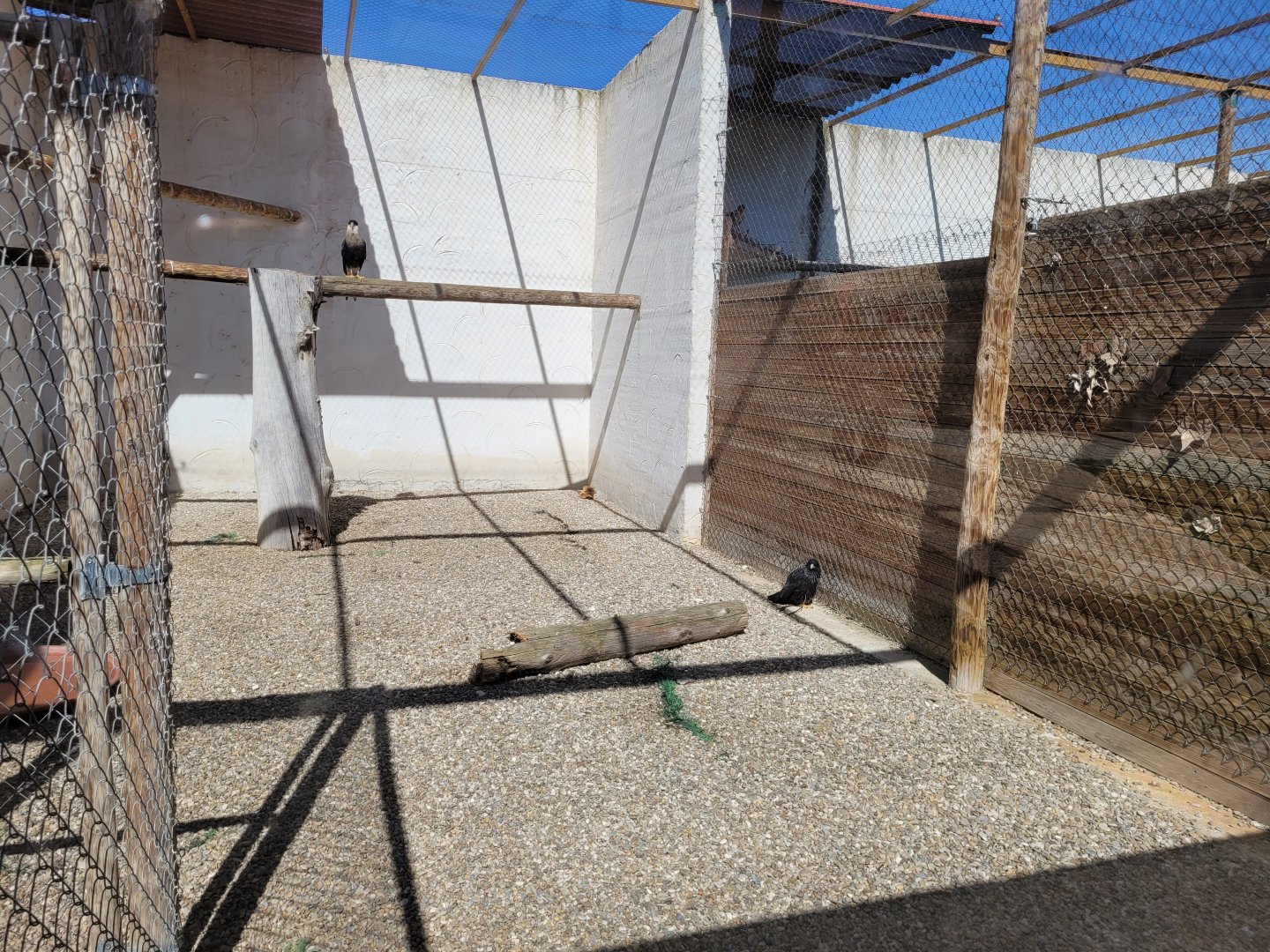 Crested caracara and Stirated caracara exhibit -Tierra Rapaz (2024)