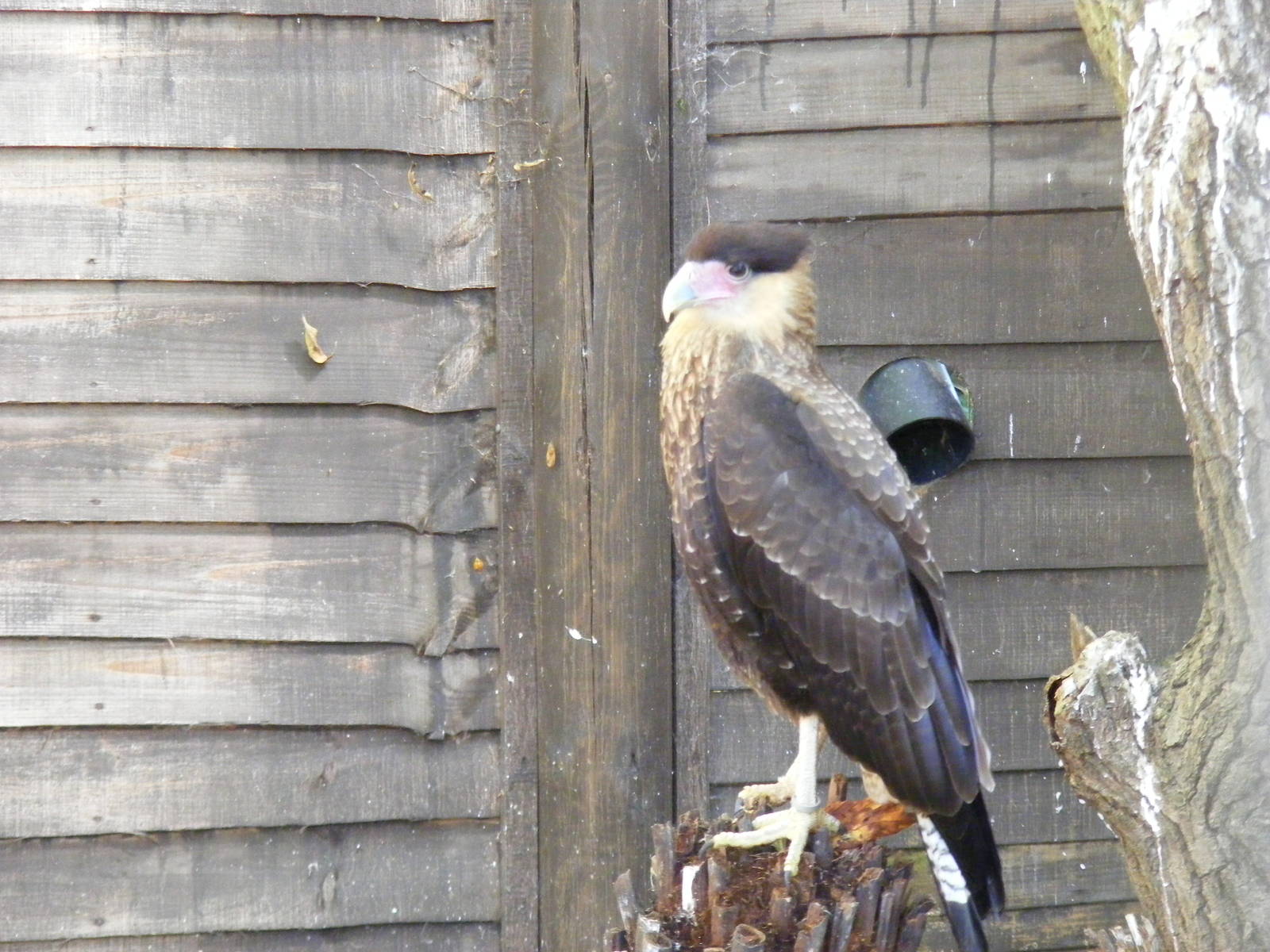 Crested caracara at Beale Park, 24 October 2010