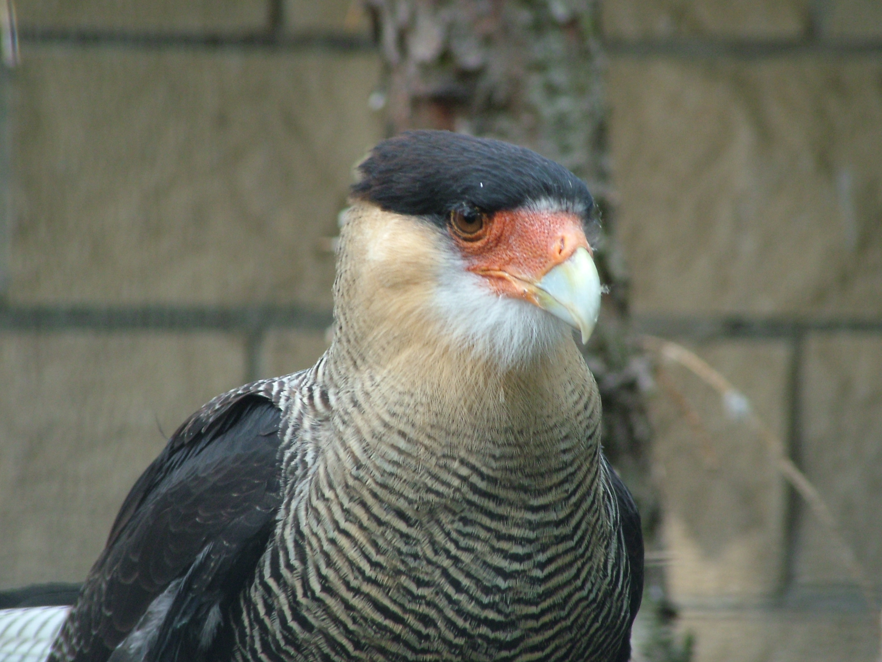 Crested Caracara at Vogelpark Neuthard, 3rd Sept 2010