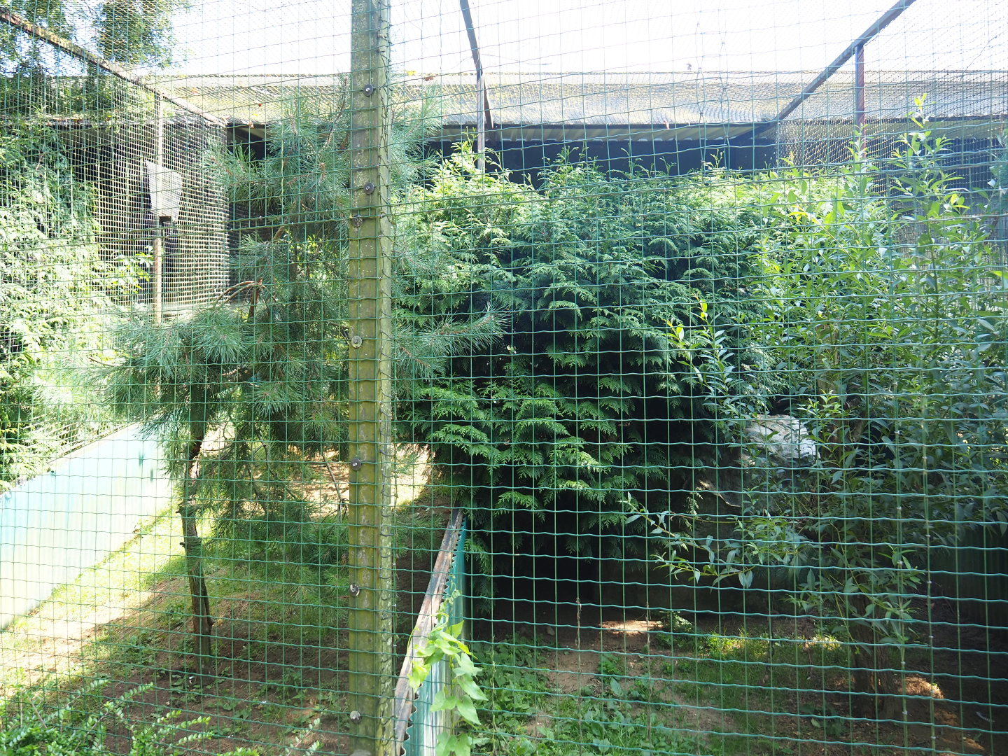 Crested caracara aviary, 2019-08-04
