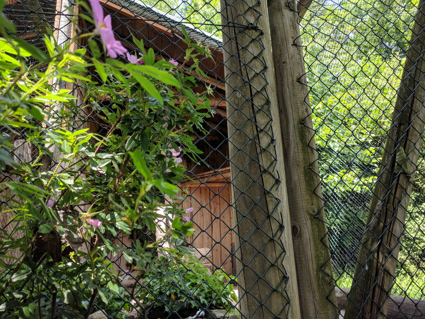 Crested Caracara Aviary