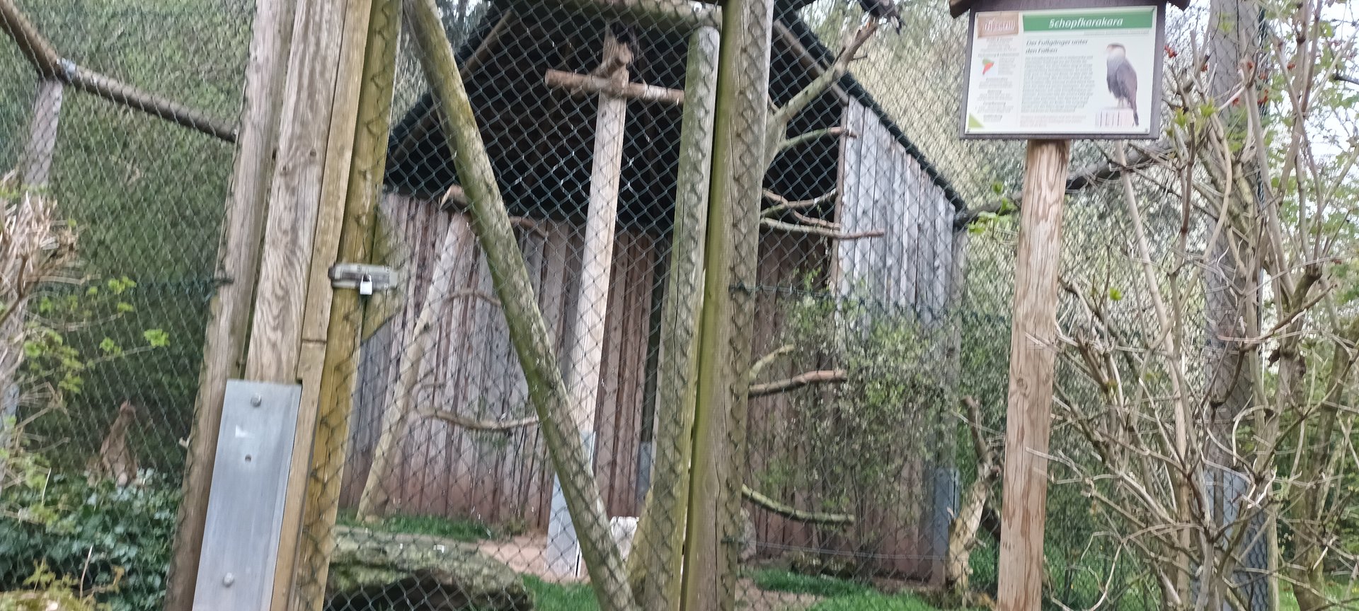 Crested Caracara Aviary