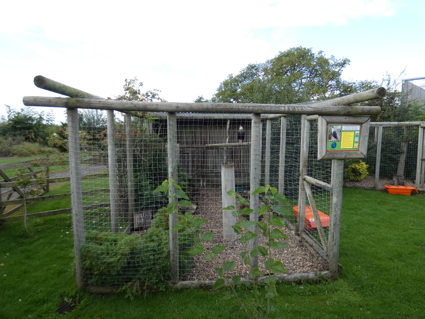 Crested caracara aviary