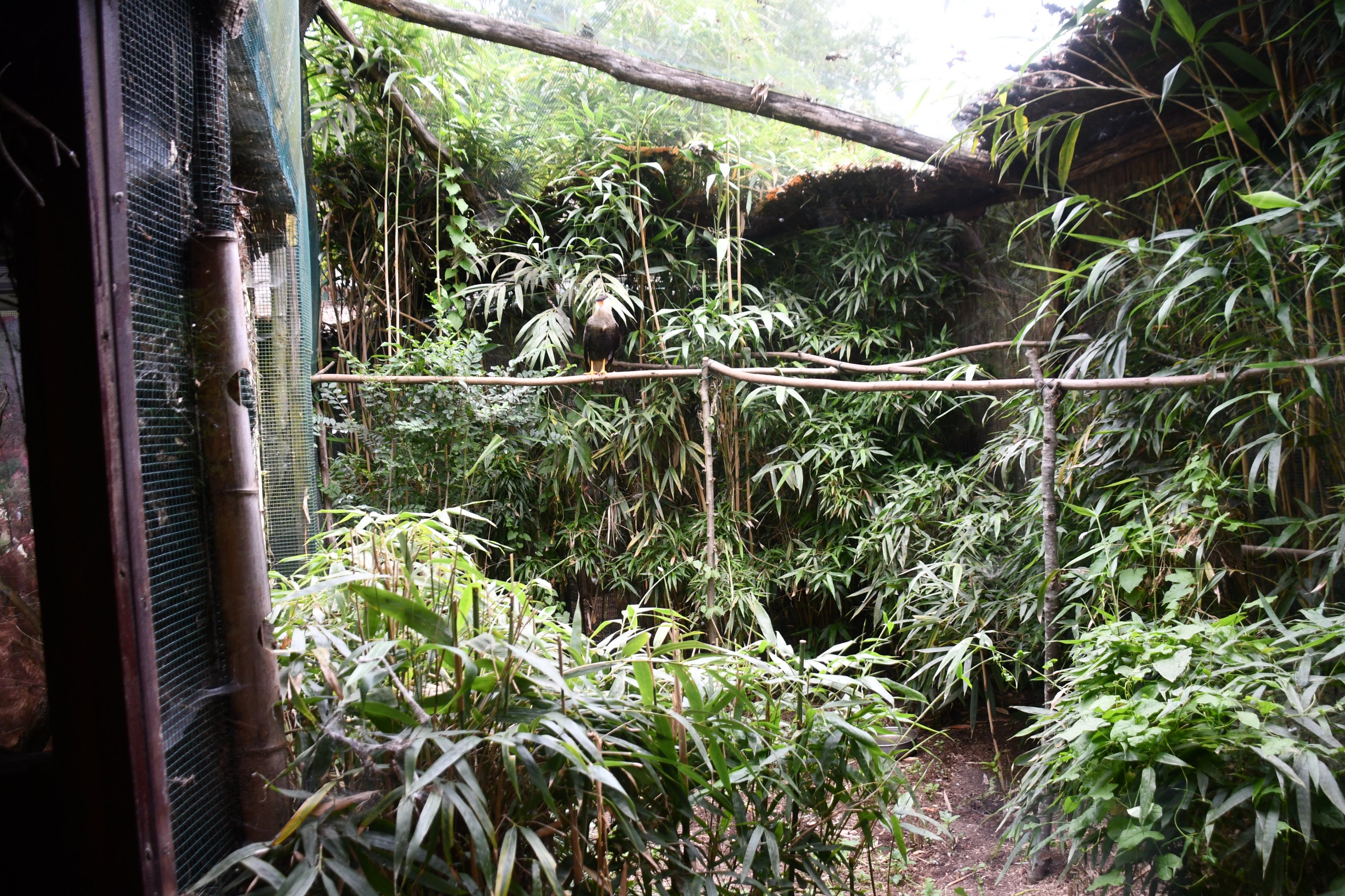 Crested Caracara aviary