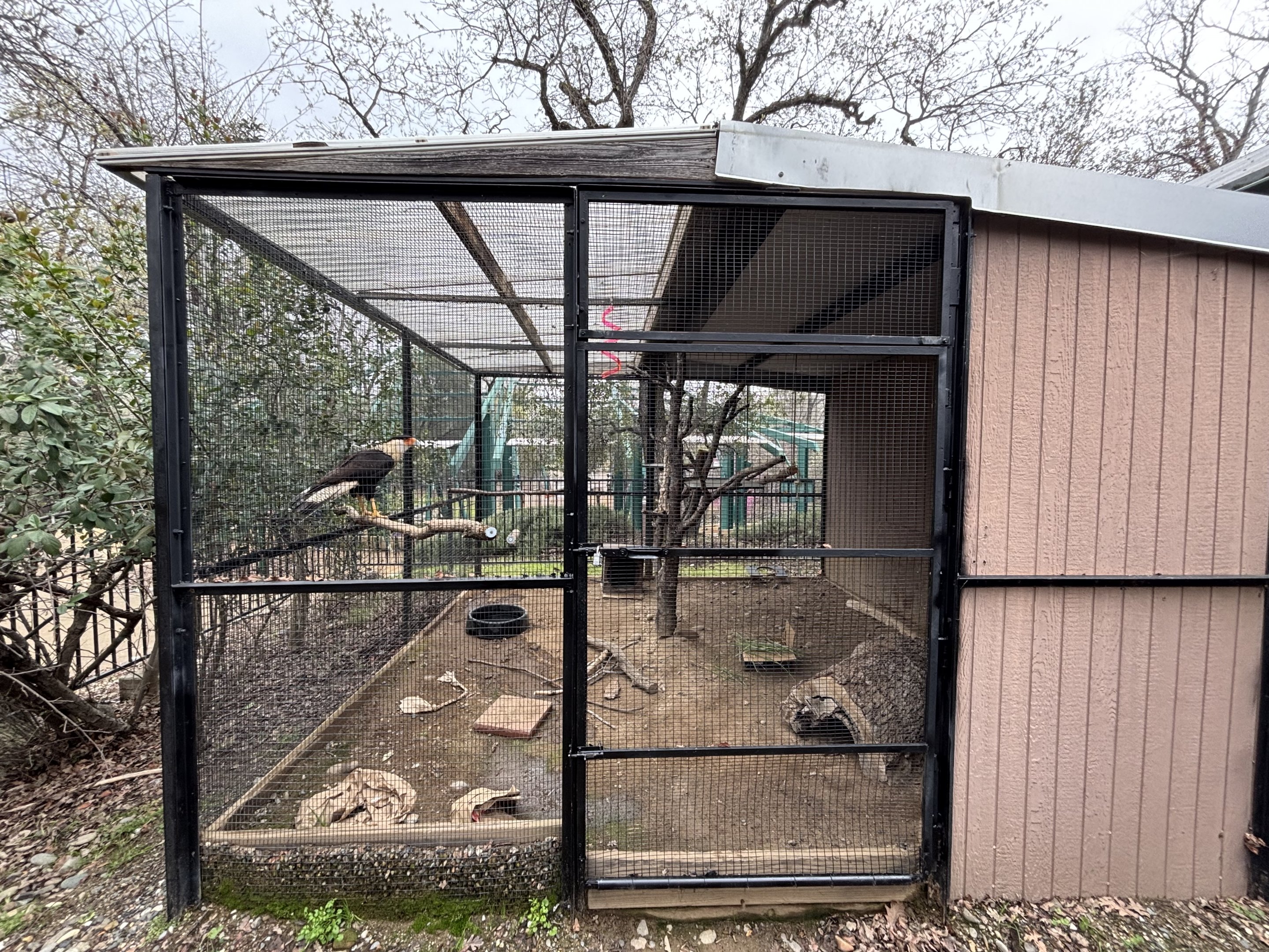 Crested Caracara Aviary