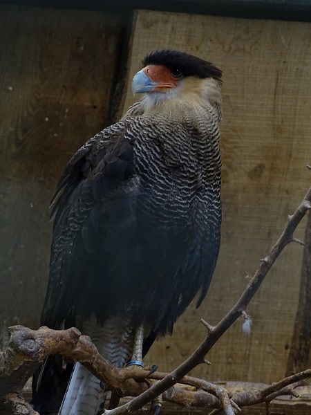 Crested caracara (Caracara plancus) (07/22)