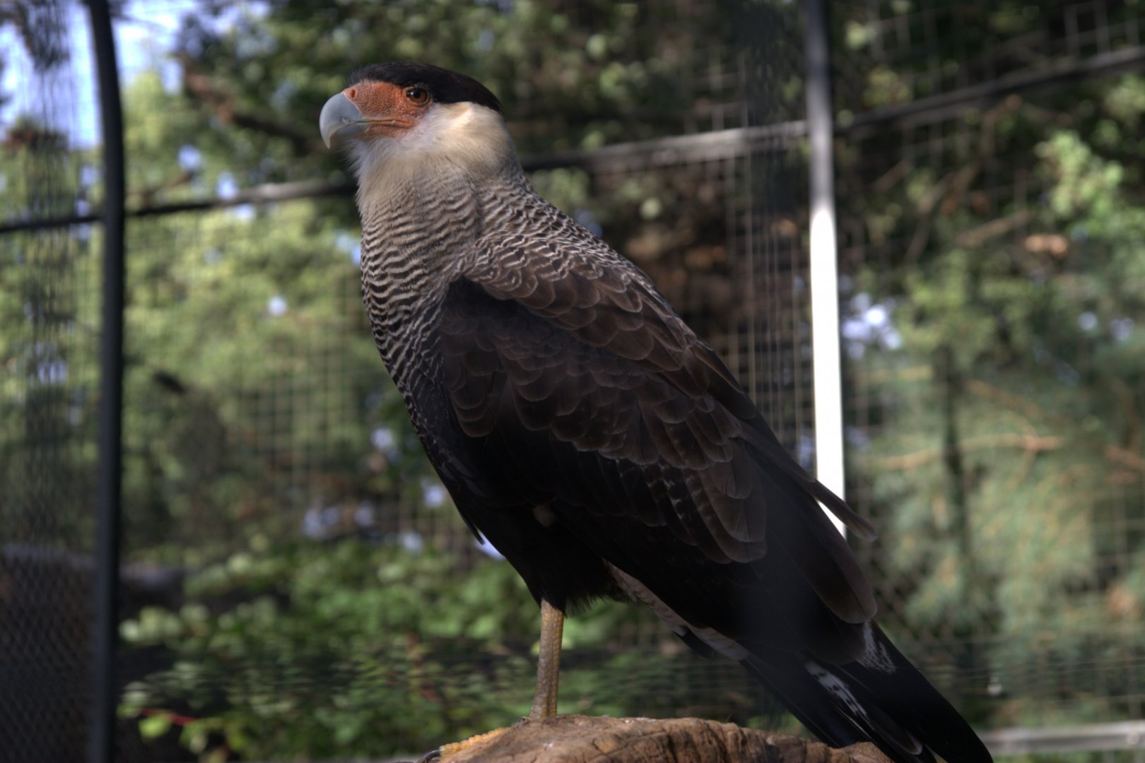 Crested Caracara (Caracara plancus), 16-09-25
