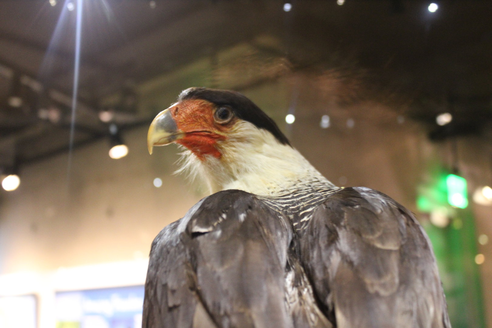 Crested Caracara (Caracara plancus)