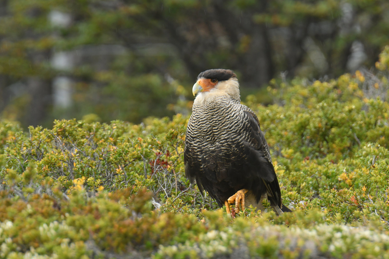 Crested Caracara Caracara plancus