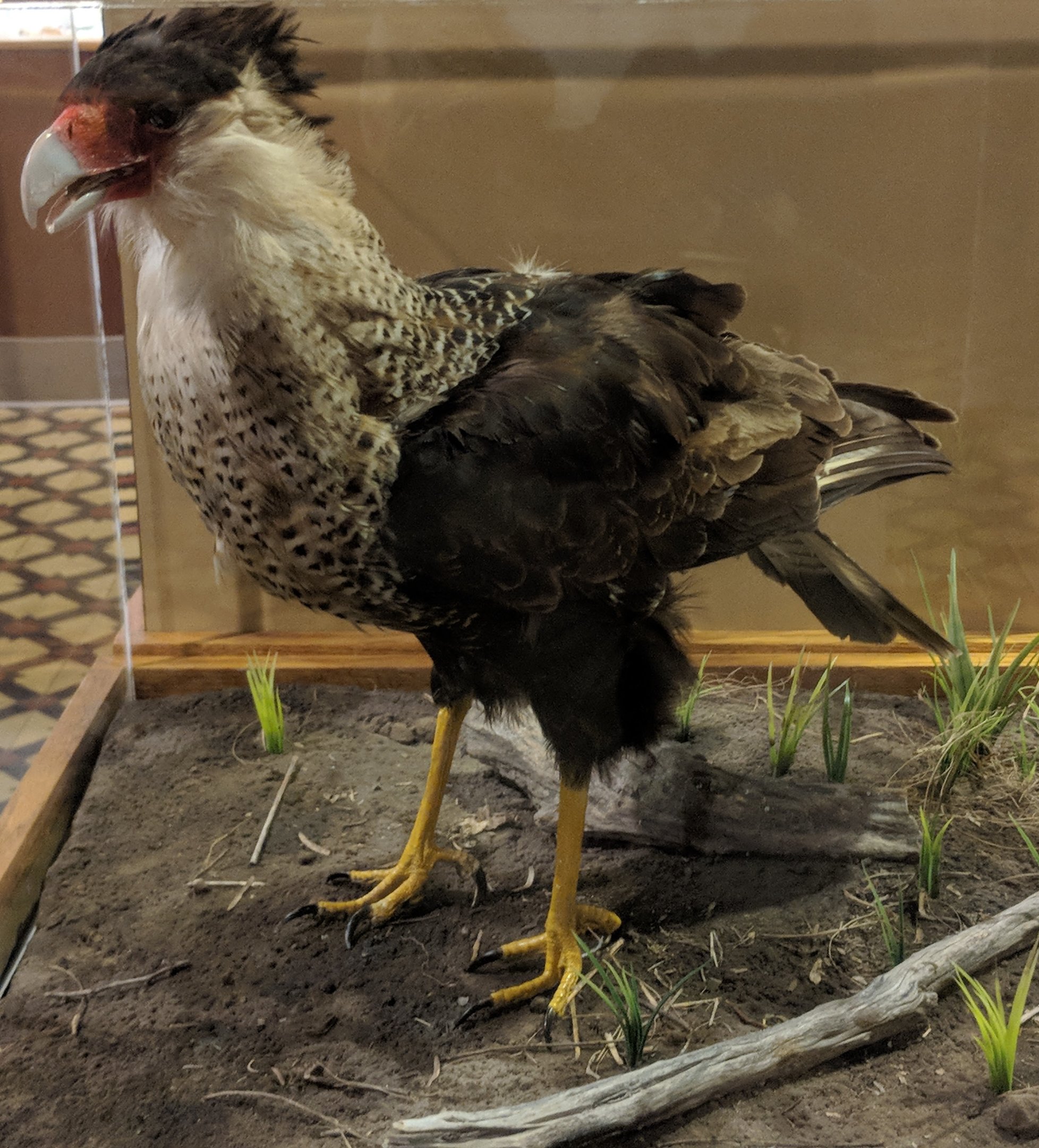 Crested caracara (Caracara plancus)