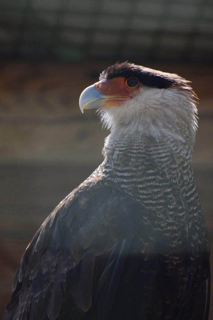 Crested Caracara - Caracara plancus