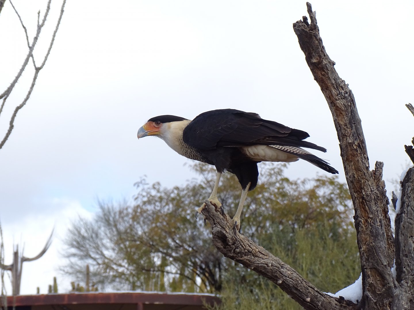 Crested caracara (Caracara plancus)