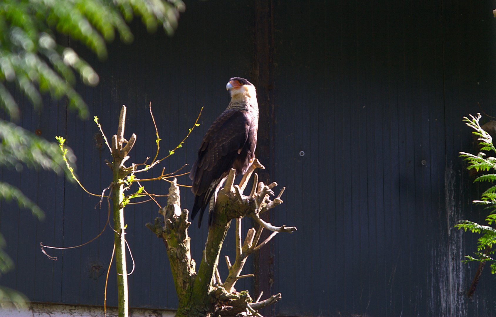 Crested Caracara (Caracara plancus)