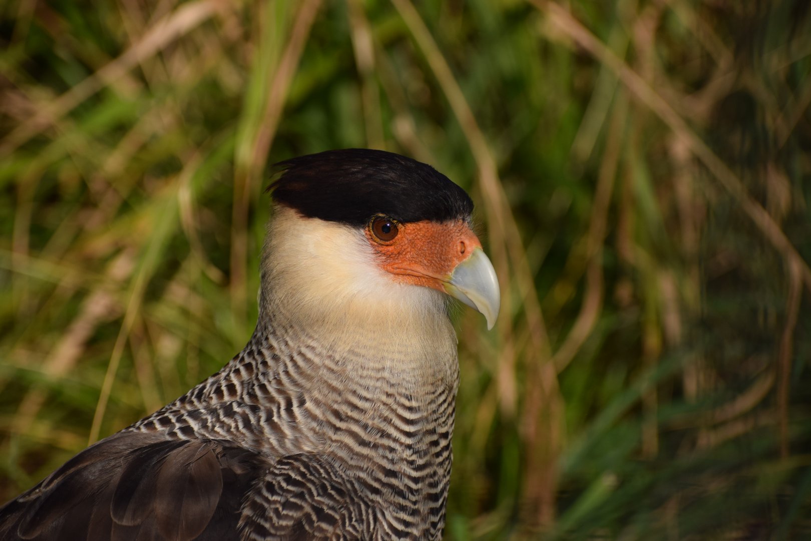 Crested Caracara (Caracara plancus)