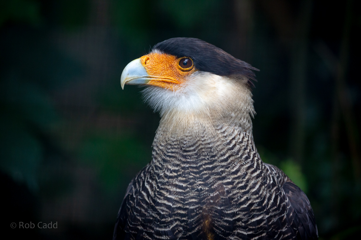 Crested caracara : Cotswold Falconry Centre : 04 Sep 2020
