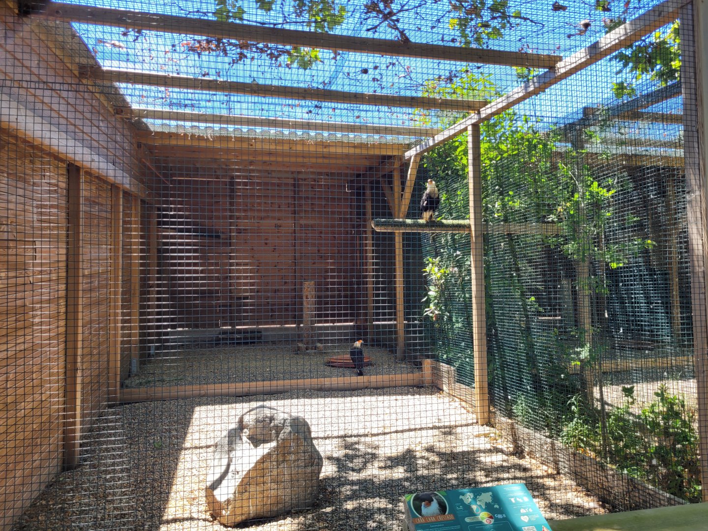 Crested caracara exhibit -Sendaviva (2024)