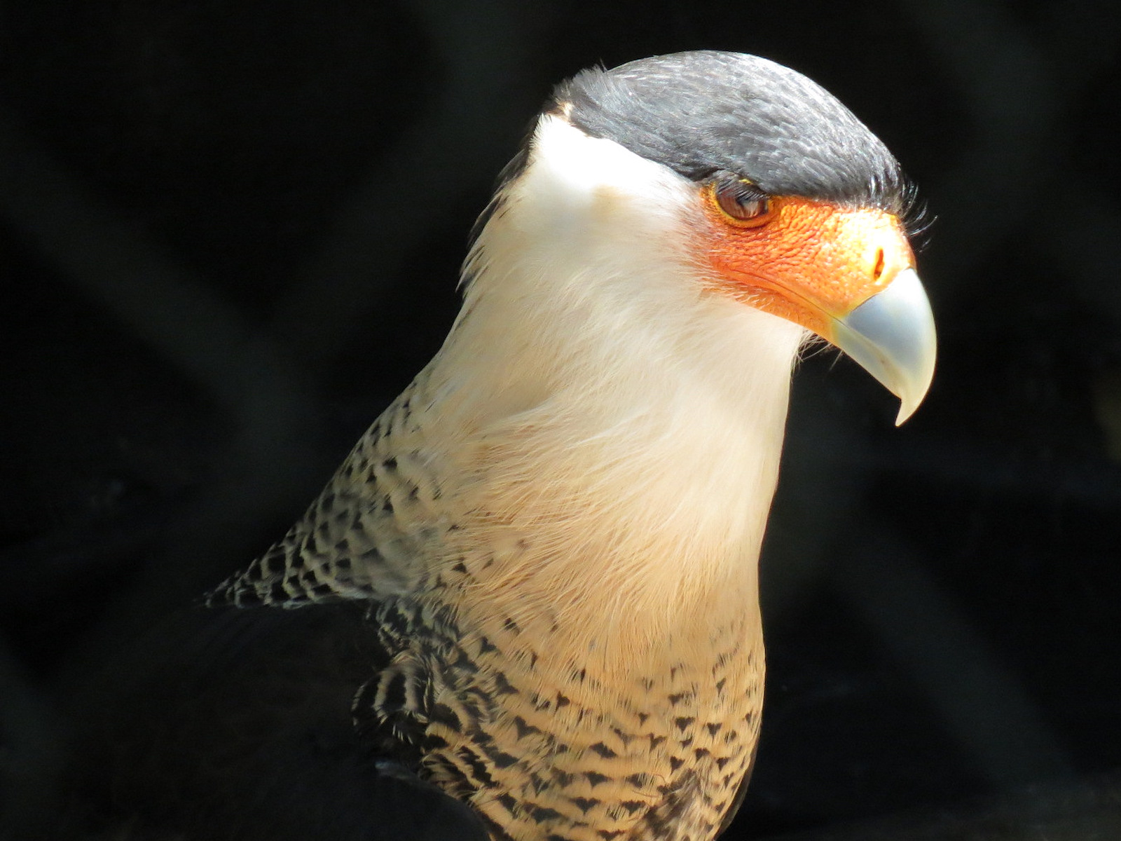 Crested Caracara Exhibit