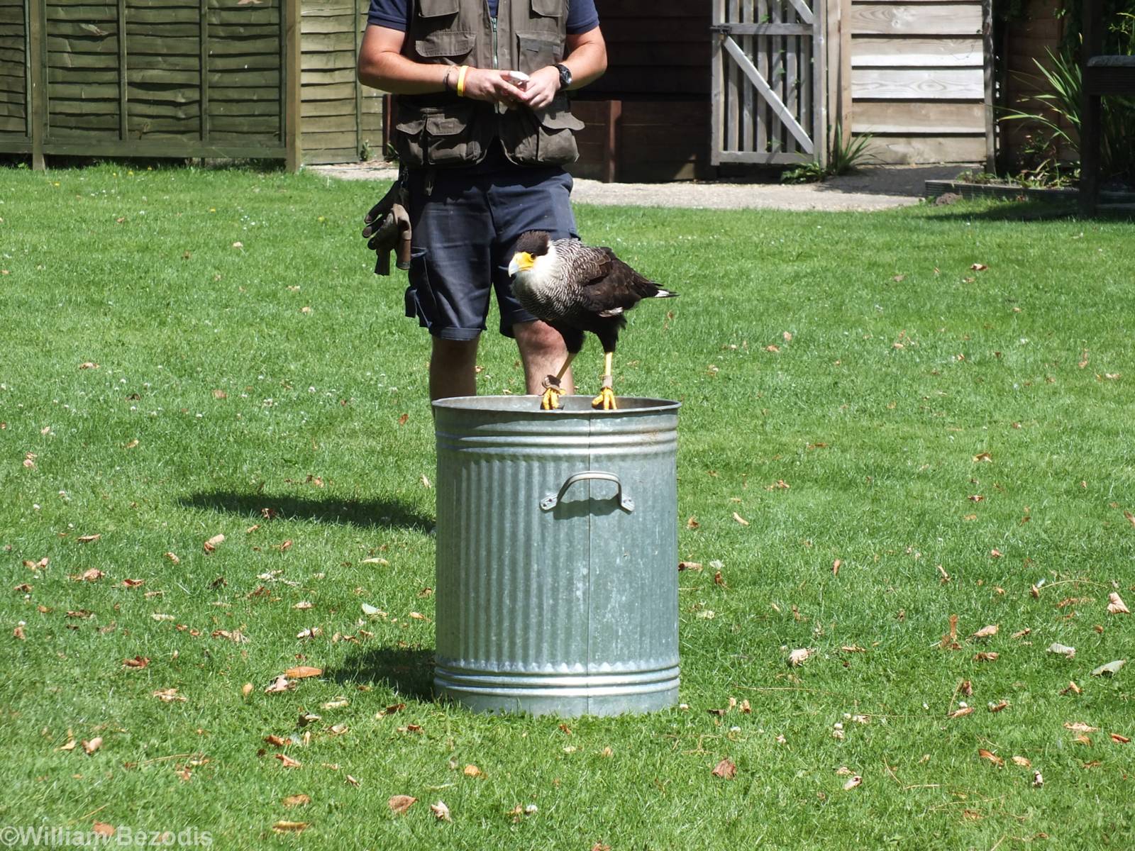 Crested Caracara in Flight Show