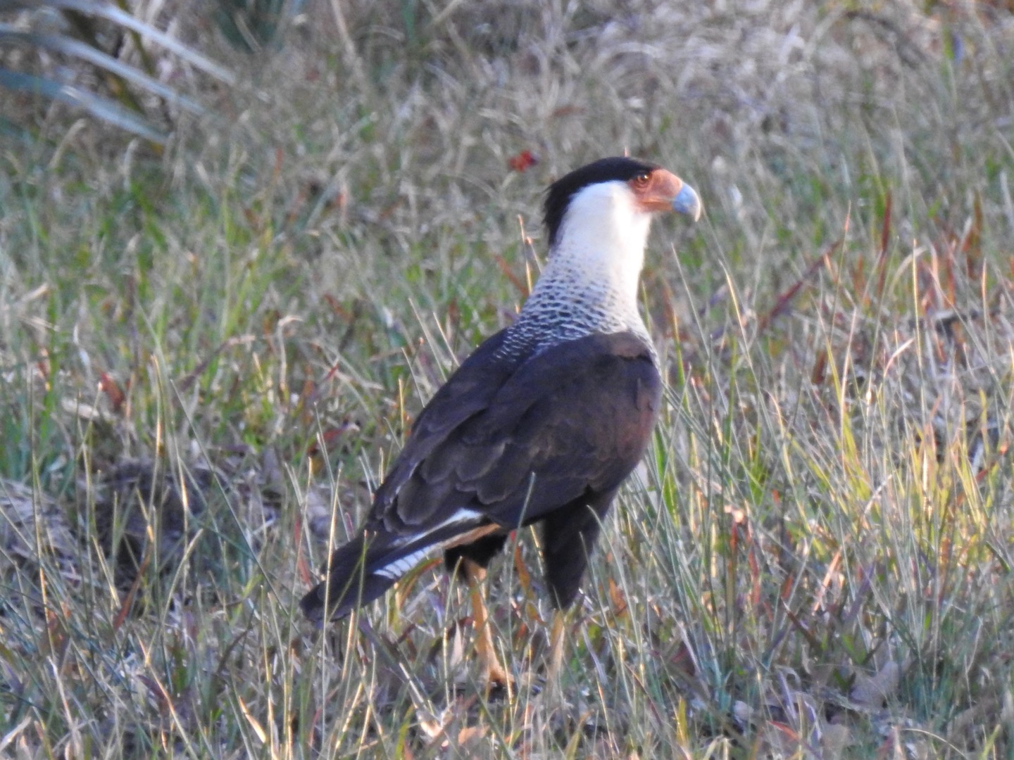 Crested Caracara, Northern
