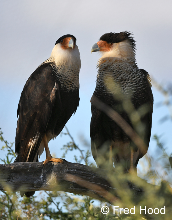 crested caracara pair