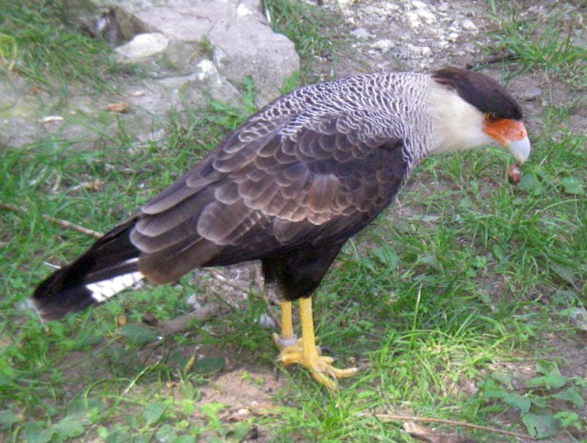 Crested Caracara (Polyborus plancus)