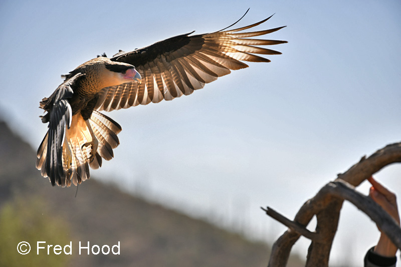 crested caracara (raptor free flight)