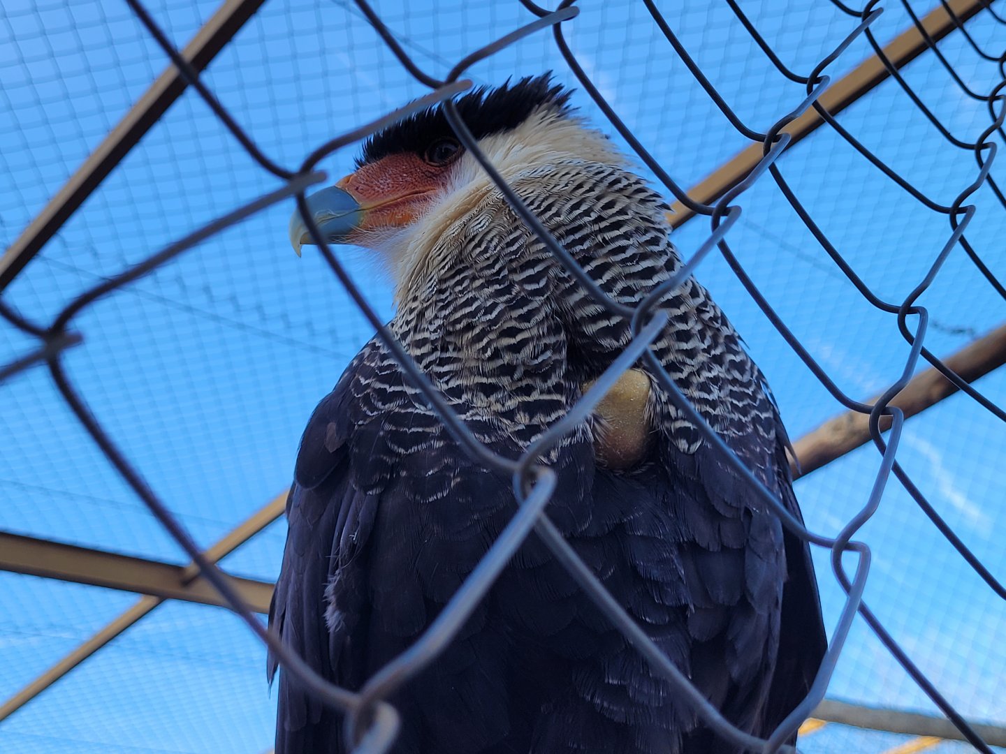 Crested caracara -Tierra Rapaz (2024)