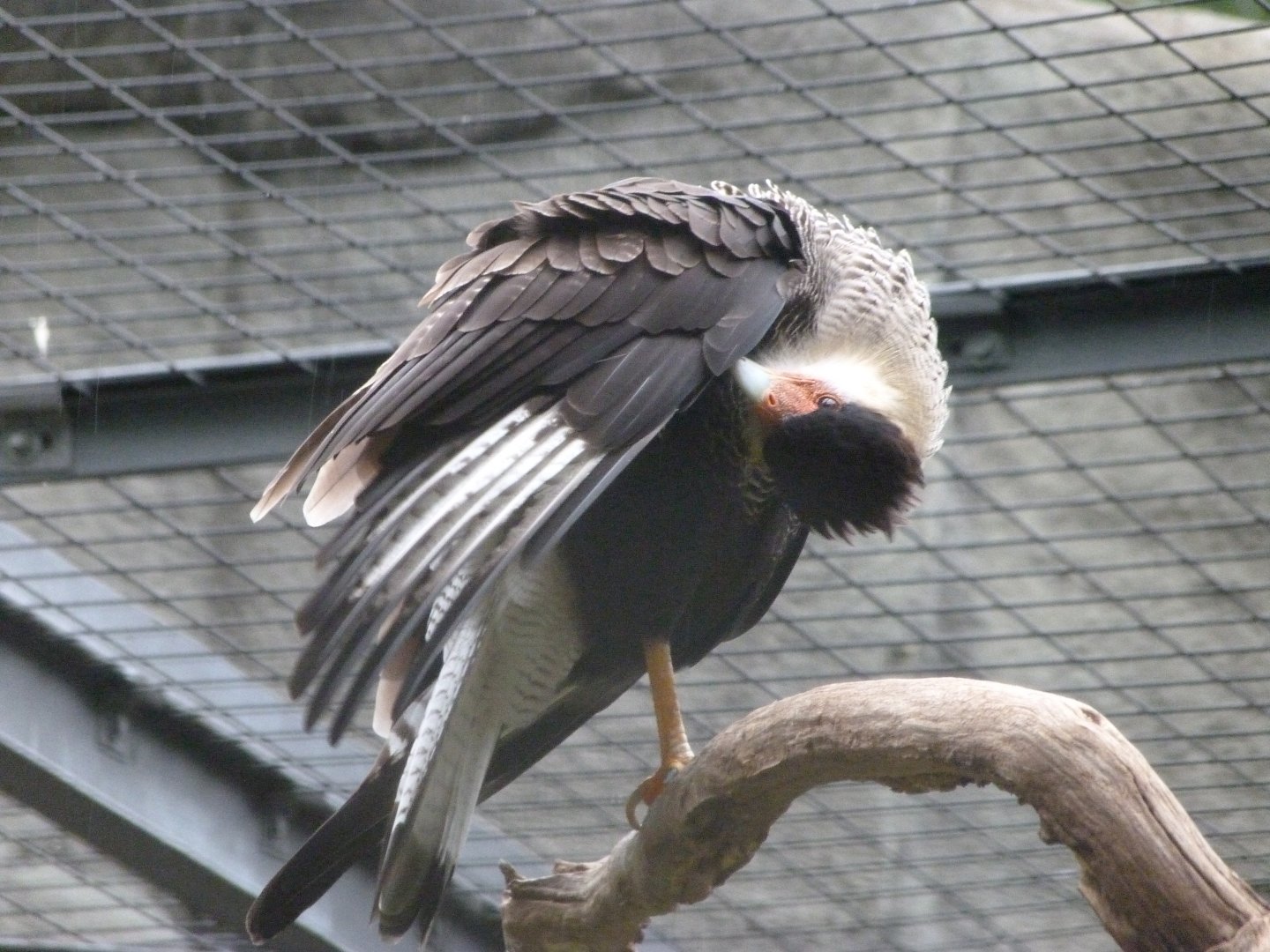 Crested caracara -Zoologischer Garten Berlin (2024)