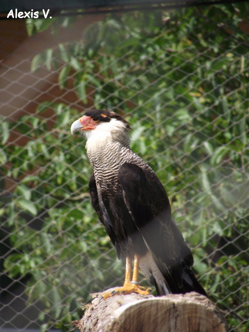 Crested Caracara - Zooparc de Beauval - 08/2015