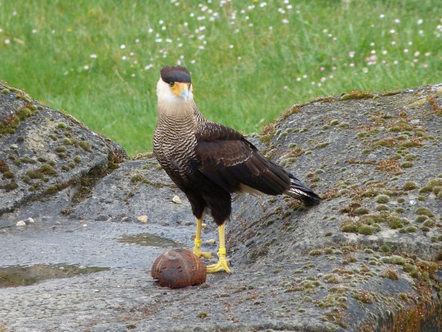 Crested caracara -ZooParc de Beauval (2025)