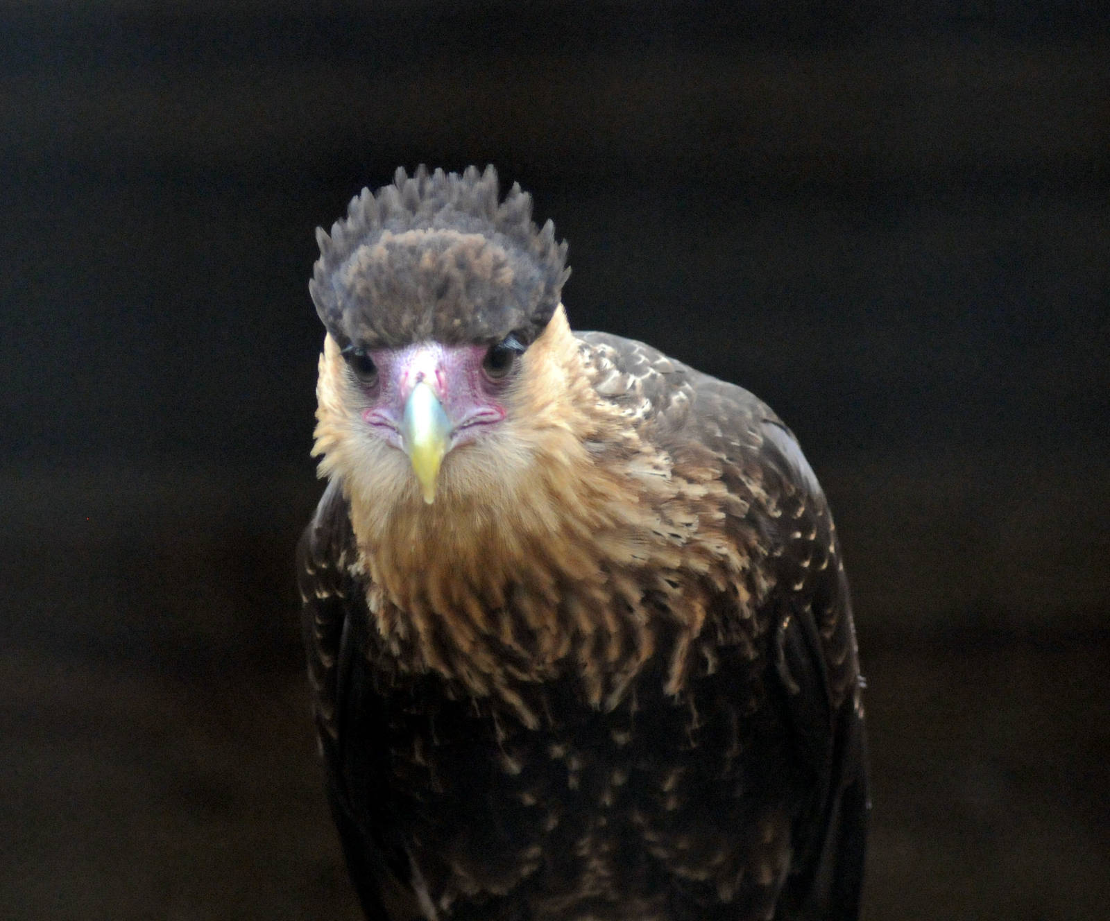 Crested Caracara