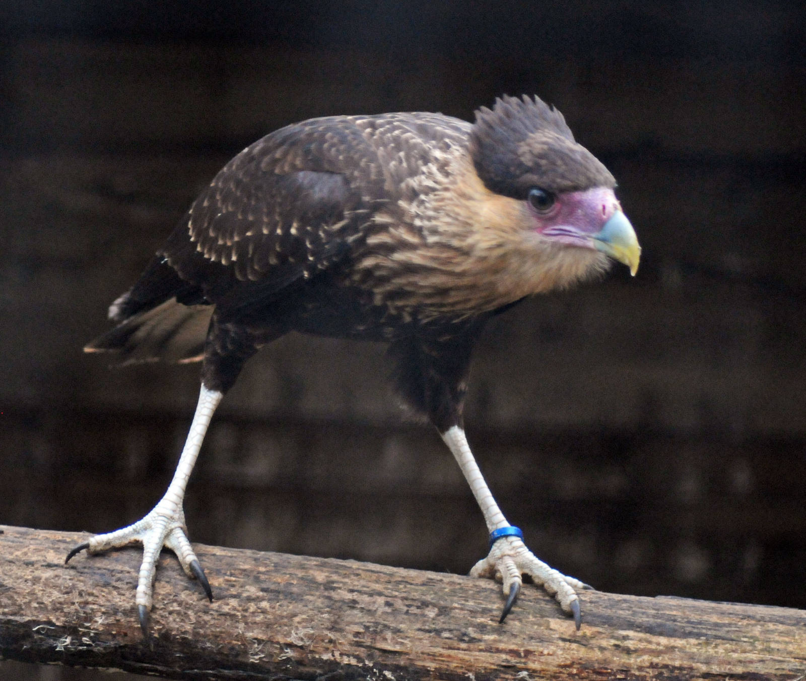 Crested Caracara