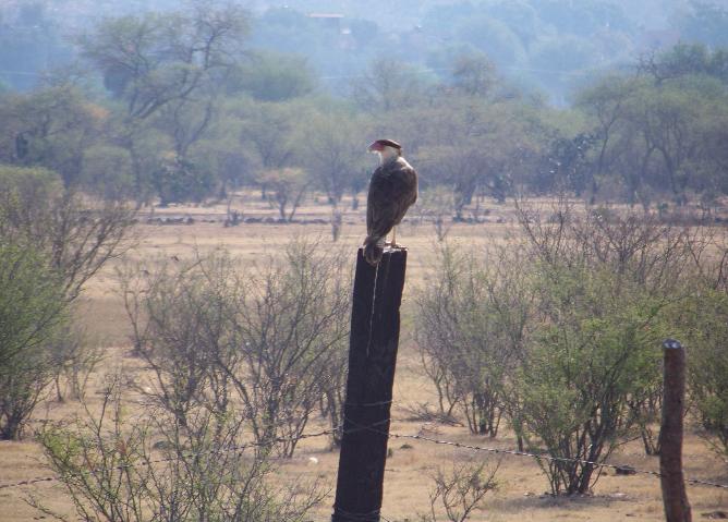 Crested Caracara
