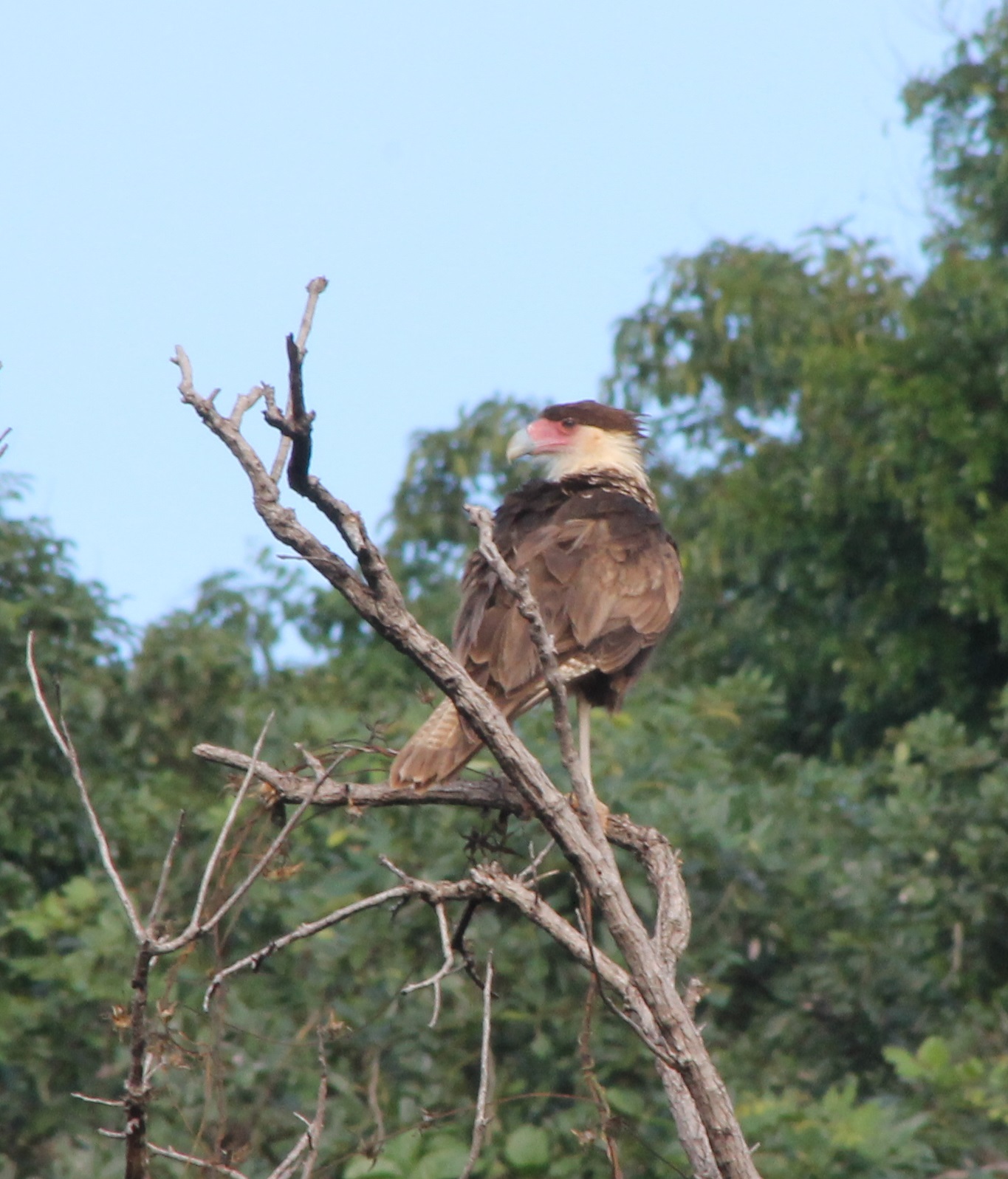 Crested caracara