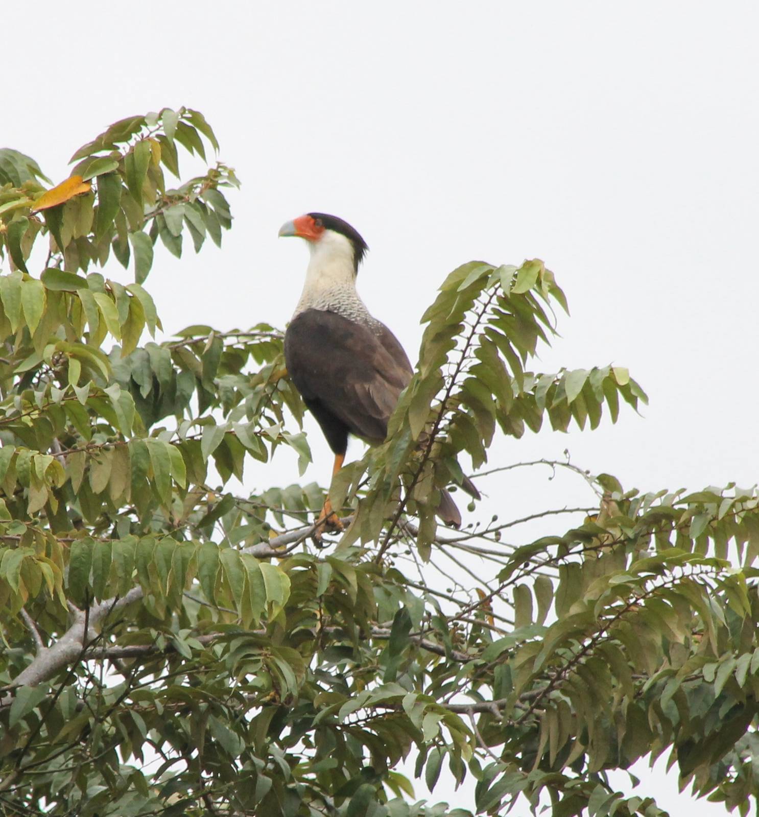 Crested caracara