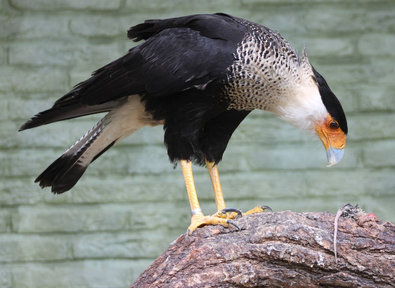 Crested caracara