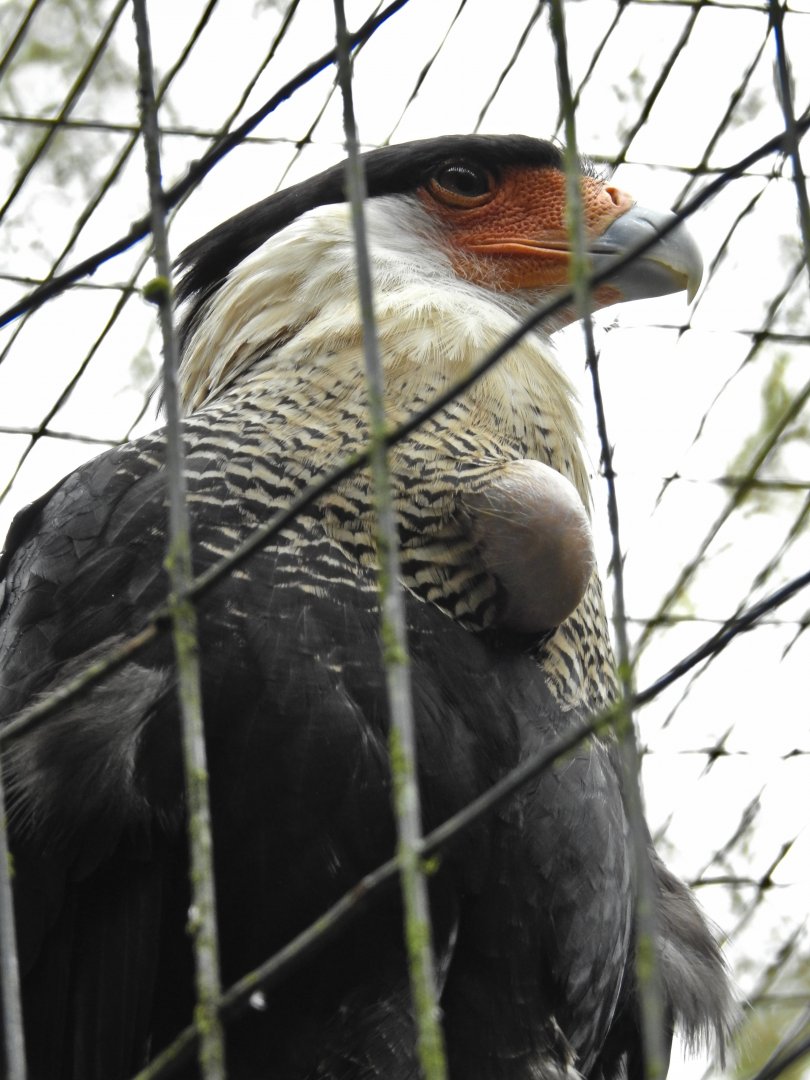 Crested Caracara