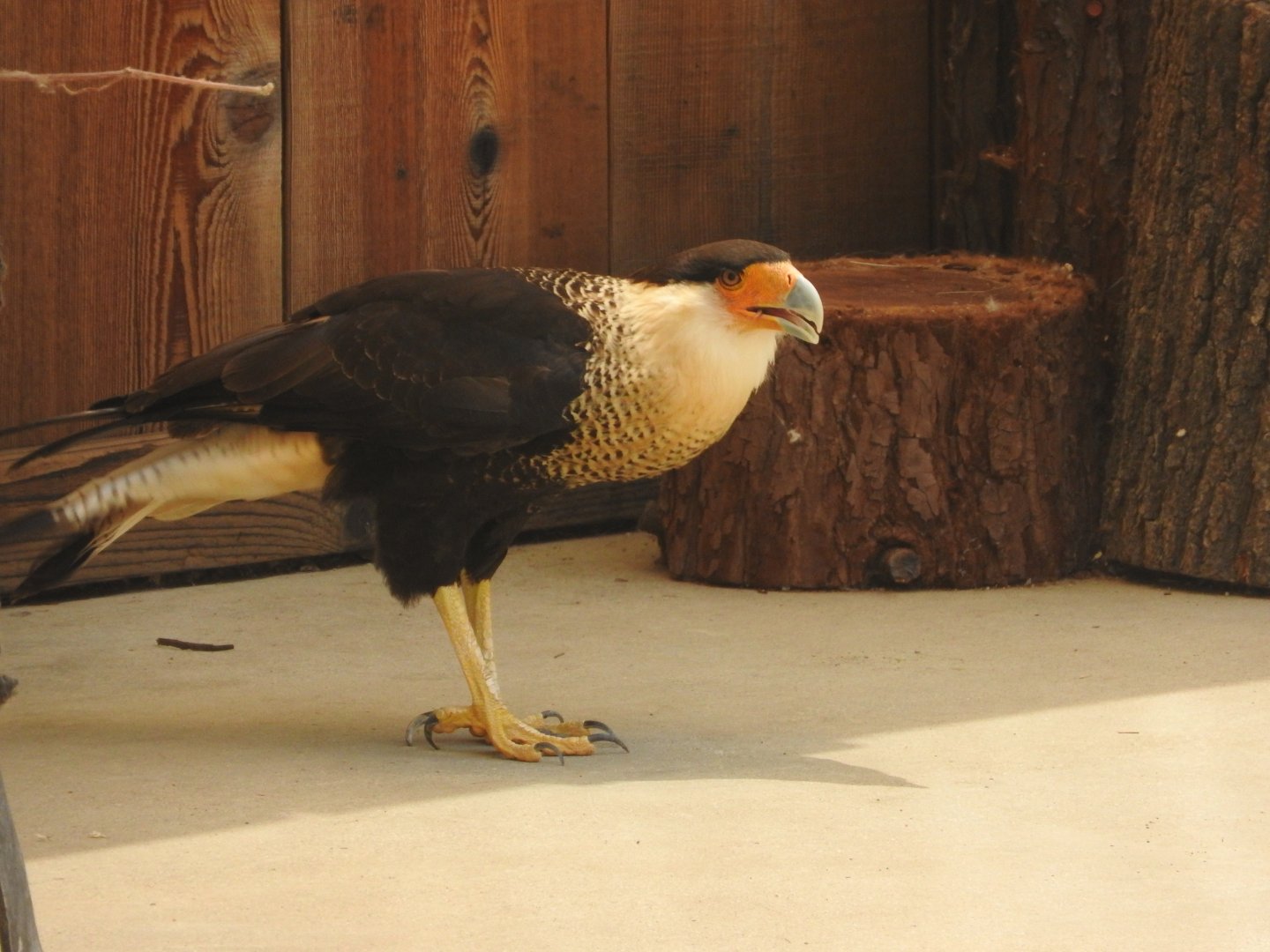 Crested Caracara