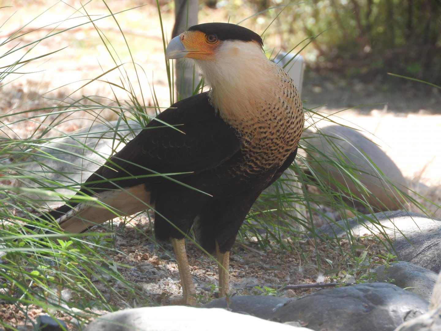 Crested Caracara