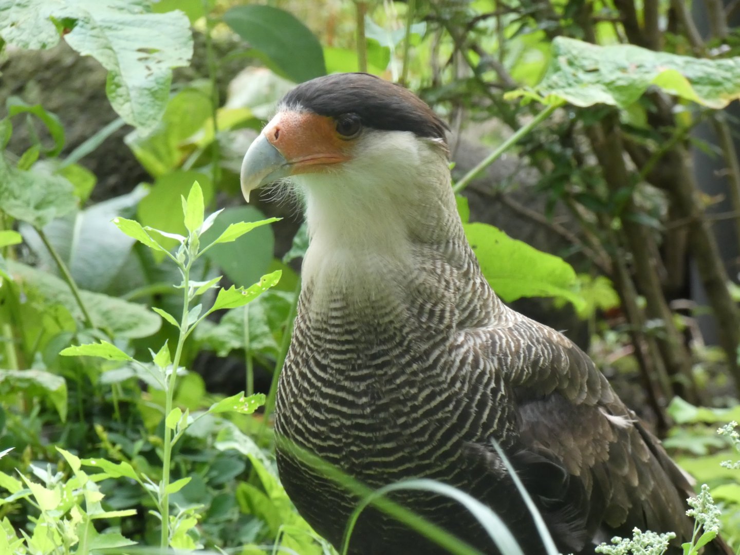 Crested Caracara