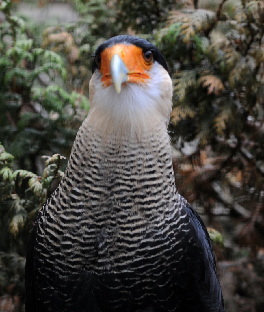 Crested Caracara
