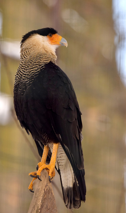 Crested caracara