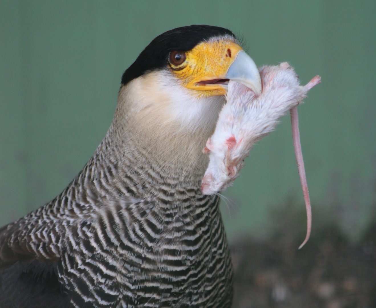 Crested caracara